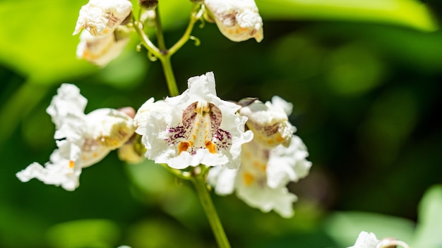 Beautiful flowers of Catalpa bignonioides flowers in Sochi, Russia.