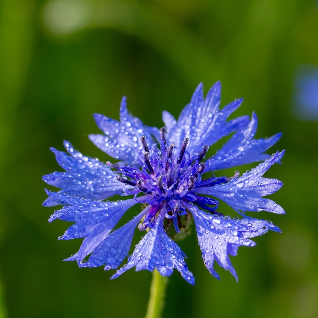 녹색 초원에 아름 다운 꽃 Centaurea