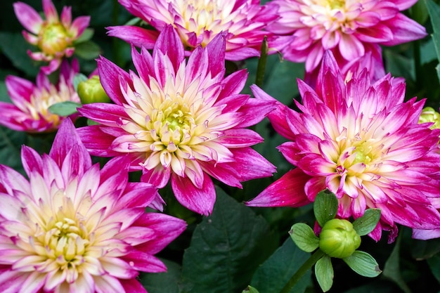 Photo beautiful flowers of chinese aster.