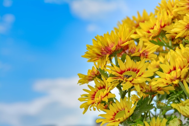 Beautiful flowers of chrysanthemums over blue sky