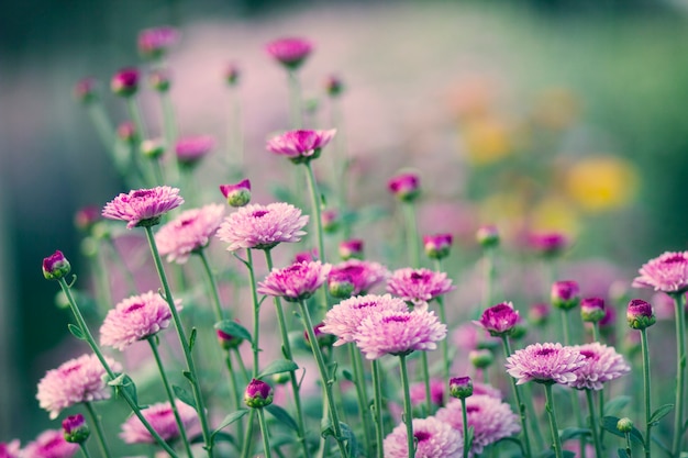 Beautiful flowers of chrysanthemums with soft focus 