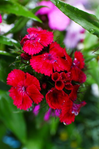 Beautiful flowers close up