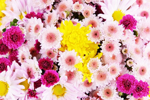 Beautiful flowers close-up