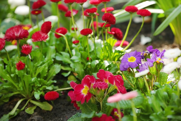 Beautiful flowers closeup