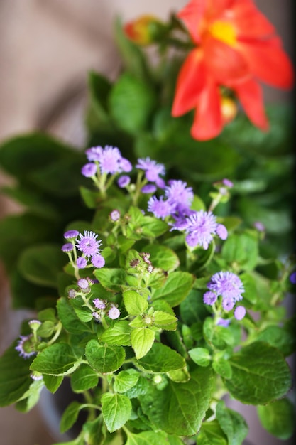 Beautiful flowers closeup