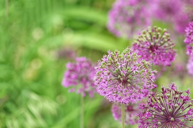 Beautiful flowers closeup