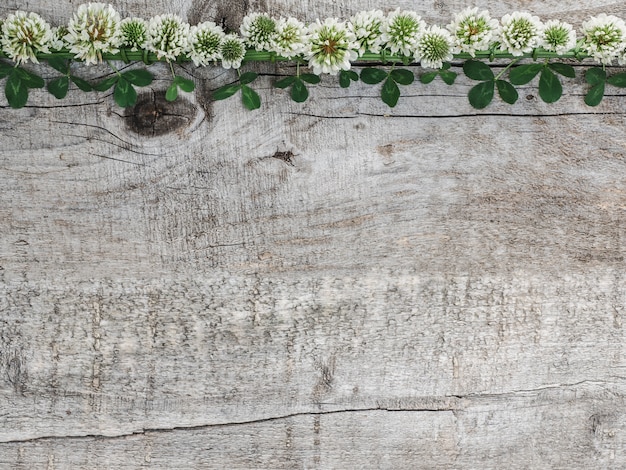 Bellissimi fiori di trifoglio sdraiato su tavole Foto Premium