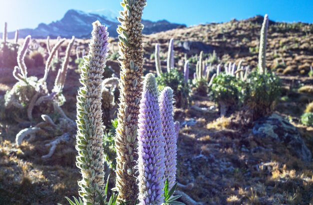 Beautiful flowers in Cordillera Huayhuash mountains, Peru, South America