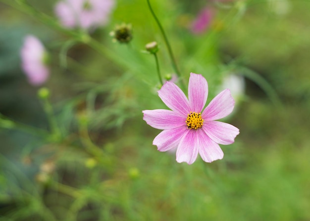 Foto bellissimi fiori cosmo su uno sfondo naturale 22