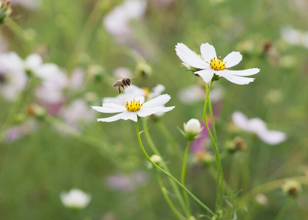 Foto bellissimi fiori cosmo su uno sfondo naturale 2