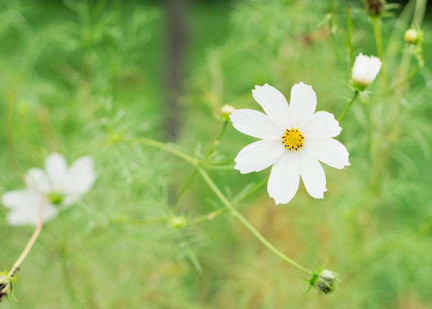 자연 배경에 아름다운 꽃 코스모스 44