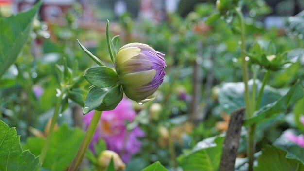 羽状催眠としても知られるダリア ピンナタの美しい花