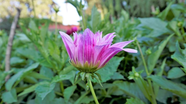 Beautiful flowers of Dahlia pinnata also known as Pinnate Hypnotica