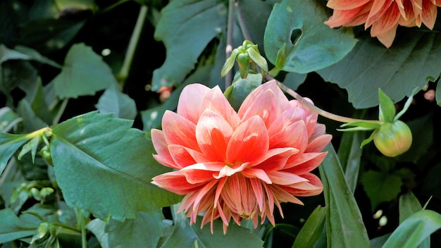 Beautiful flowers of Dahlia pinnata also known as Pinnate Hypnotica