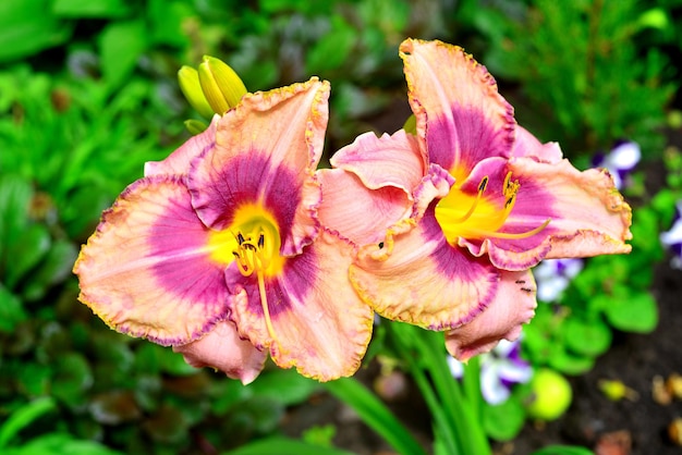 Bellissimi fiori di daylily in giardino sullo sfondo di un prato e di margherite. aiuole