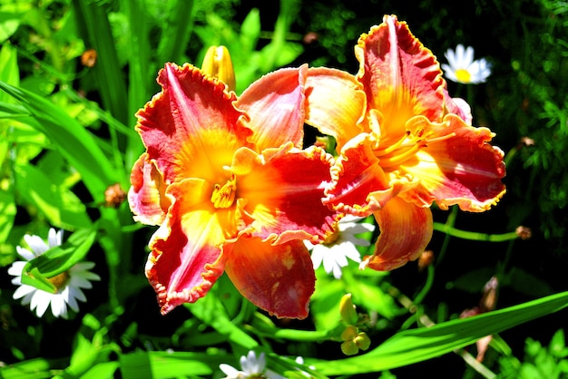 Beautiful flowers of the daylily in the garden against the background of a lawn and daisies. Flowerbeds