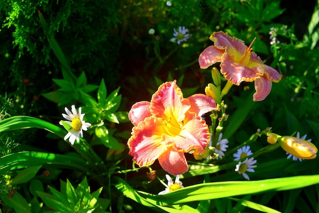 Красивые цветы лилейника в саду на фоне газона и ромашек. Цветники