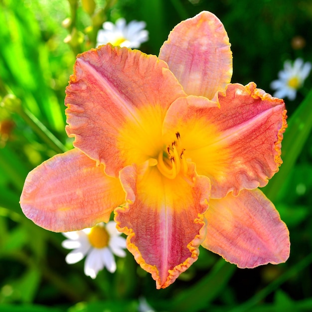 Beautiful flowers of the daylily in the garden against the background of a lawn and daisies. Flowerbeds