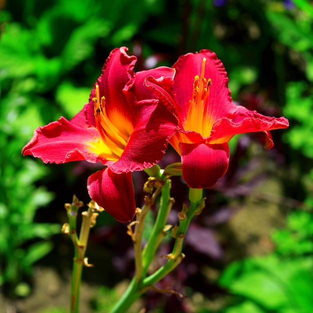 Beautiful flowers of the daylily in the garden against the background of a lawn. Flowerbeds