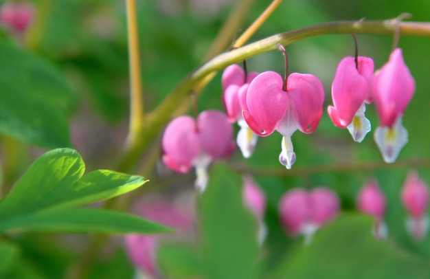 Bellissimi fiori di dicentra spectabilis cuore sanguinante in forme di cuori in fiore su sfondo verde