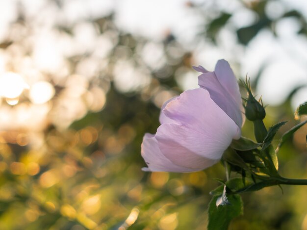 Bellissimi fiori di rosa canina fiorisce nel giardino.