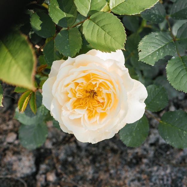 Beautiful flowers of English celebration yellow Golden Rose in summer in the garden