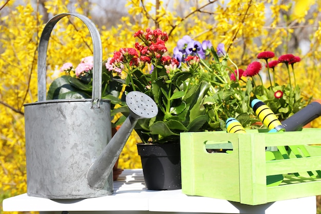 Beautiful flowers in flowerpots and gardening tools outdoors