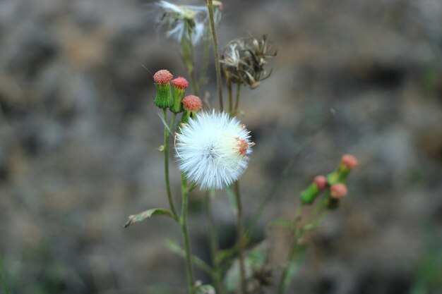 Beautiful flowers in the forest