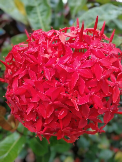 Beautiful flowers from papua red asoka flowers