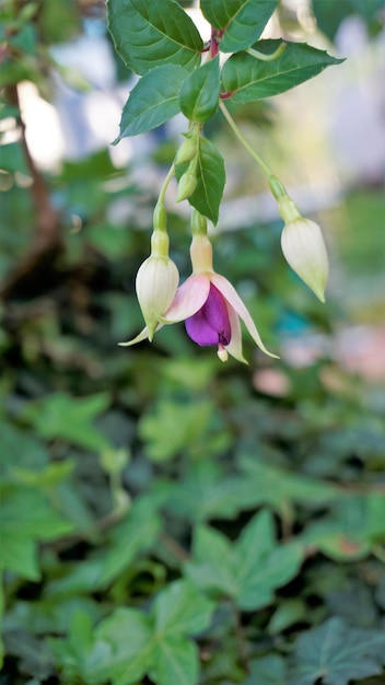 Beautiful flowers of Fuchsia magellanica also known as Hardy fuchsia