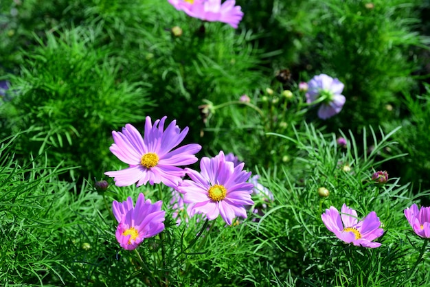 Beautiful flowers in the garden Blooming in the summer.Landscaped Formal Garden.