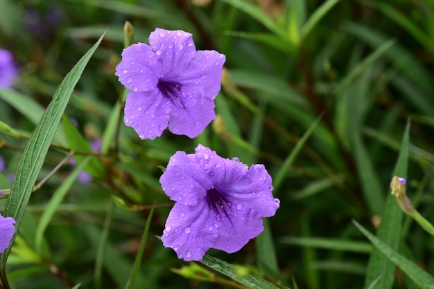 夏に咲く庭の美しい花。