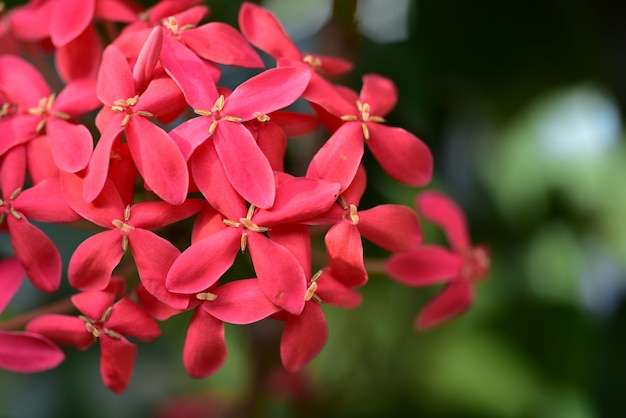 夏に咲く庭の美しい花。