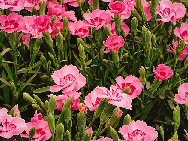 Beautiful flowers in garden centre in Hertfordshire England planting and gardening