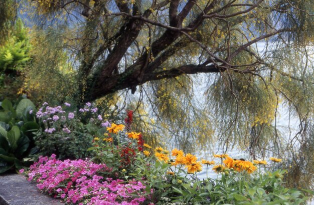 Foto bellissimi fiori in giardino in natura