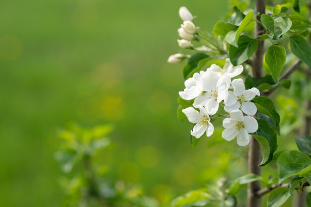 Beautiful flowers in the garden Romantic floral  background