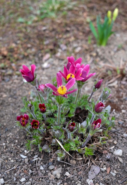 Beautiful flowers in the garden in springtime