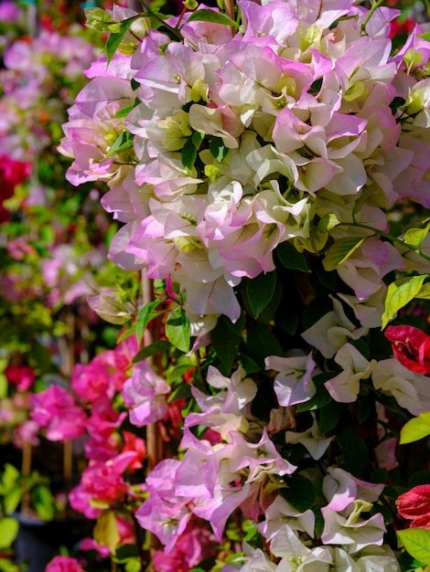 Beautiful flowers in the garden