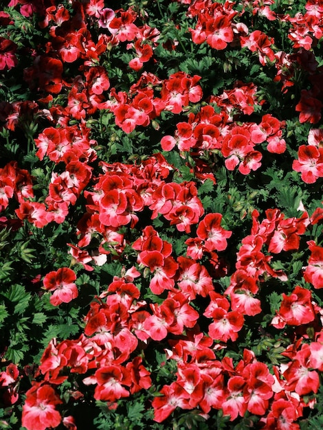 Beautiful flowers in the garden