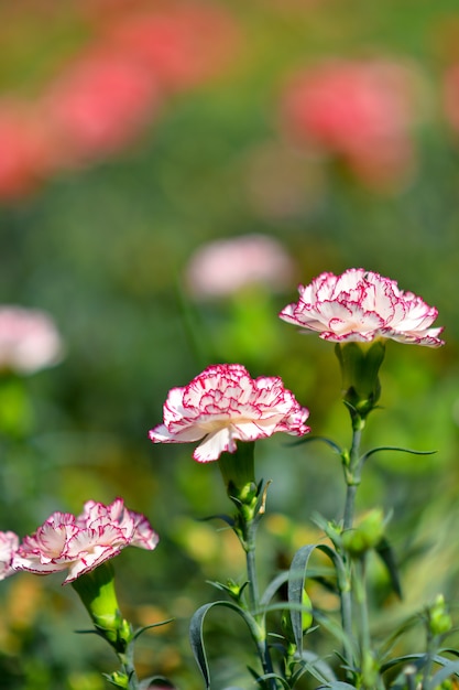 Photo beautiful flowers in the garden.