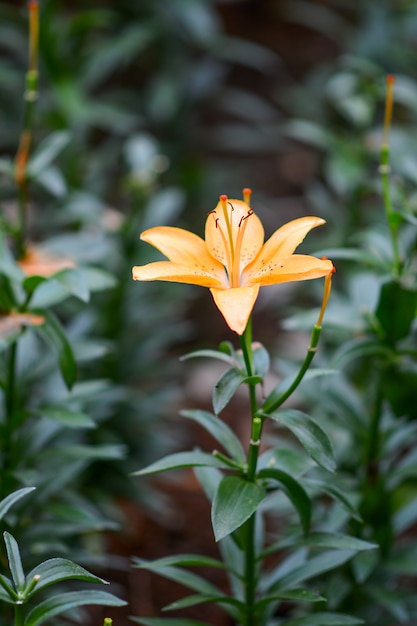 庭の美しい花。