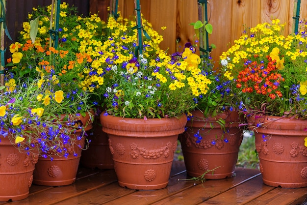 Photo beautiful flowers in the garden