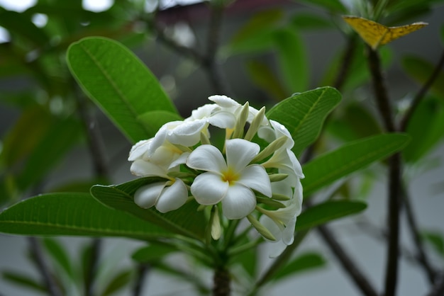 Beautiful flowers in the garden 