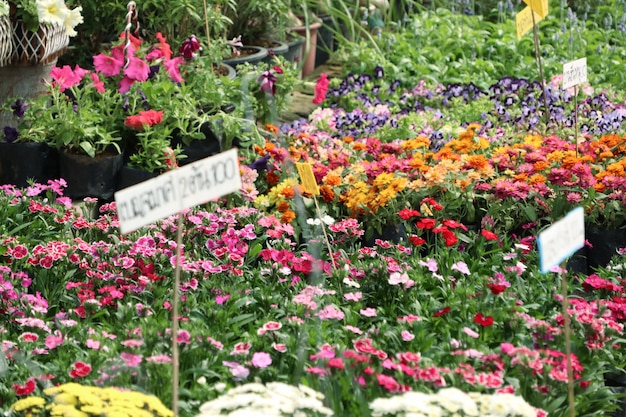 Beautiful flowers in garden