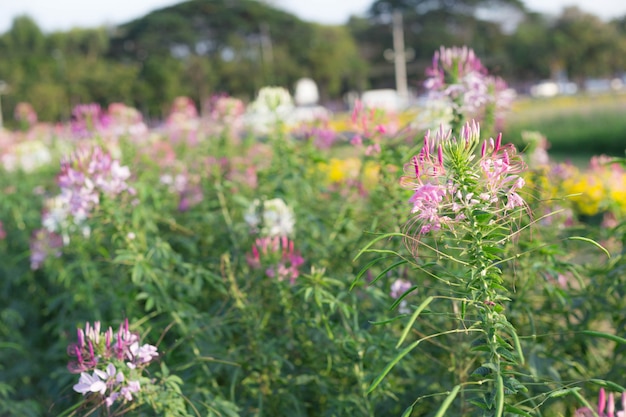 Beautiful flowers in the garden