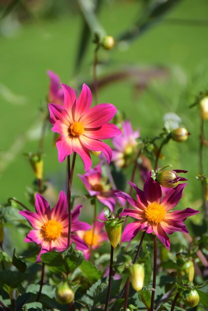 beautiful flowers in the garden