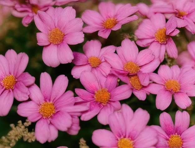 beautiful flowers in the garden