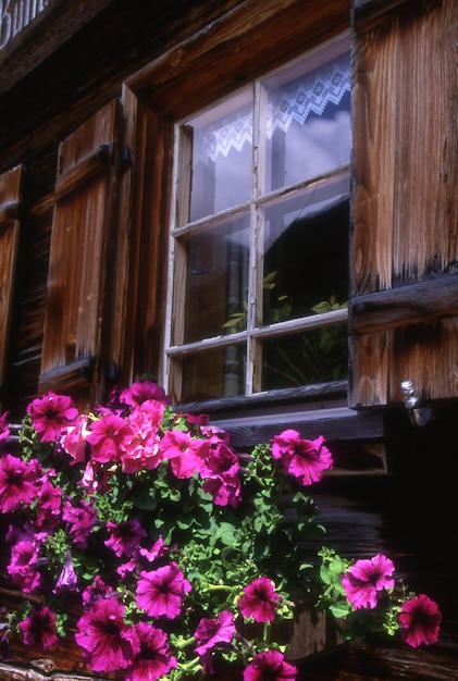 Beautiful flowers in the garden