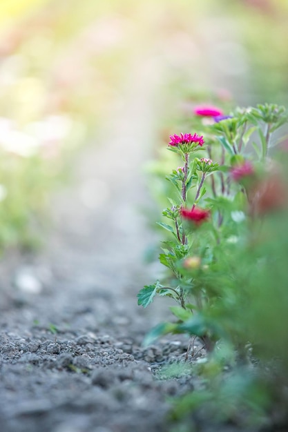 Beautiful flowers gathered on a field