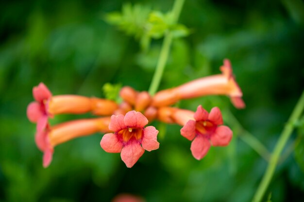 Beautiful flowers on a gentle green background